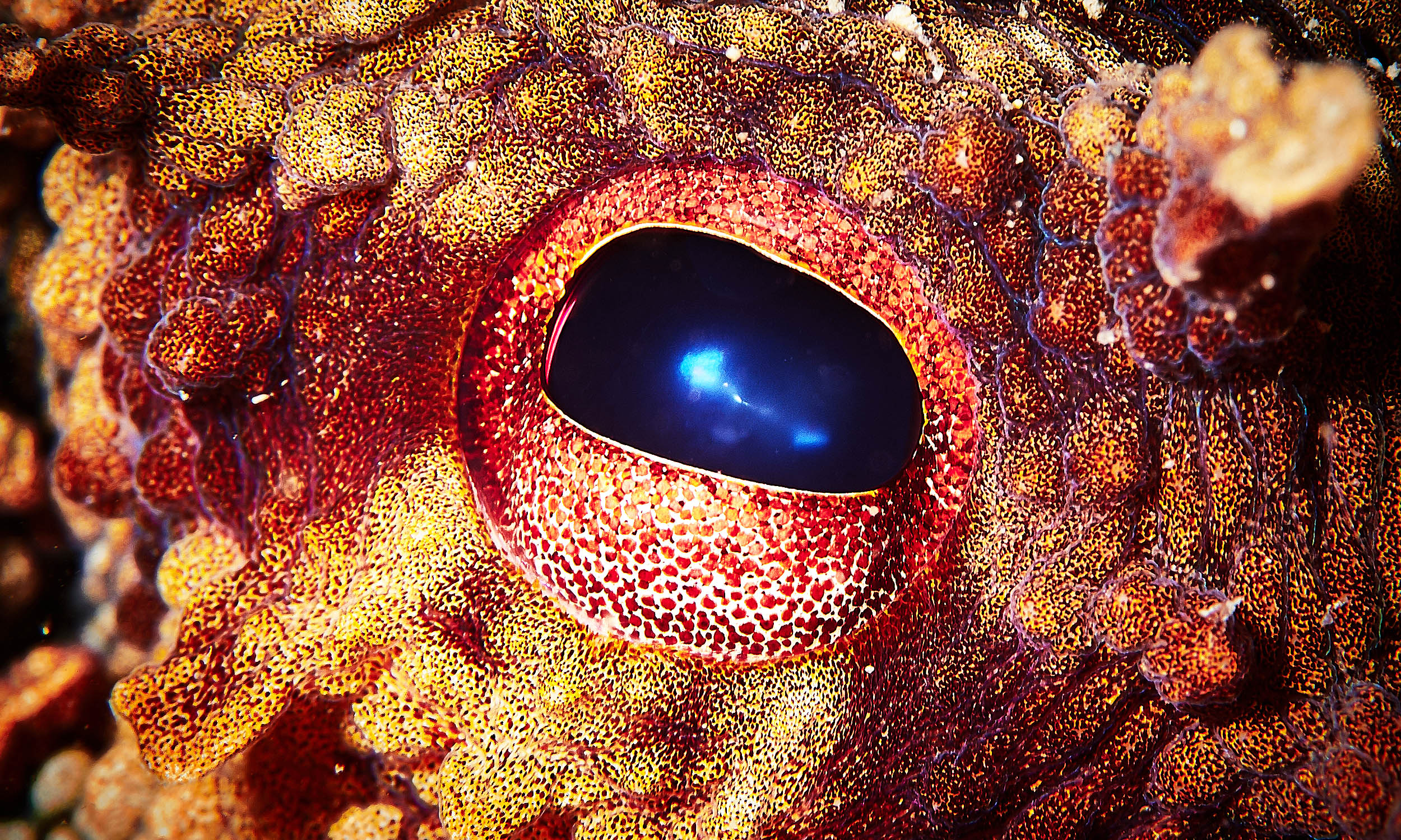 Which animal could replace humans as Earth’s dominant species? Which animal could replace humans as Earth’s dominant species?