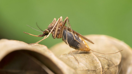 Model reveals tradeoffs that limit harm caused by malaria parasite