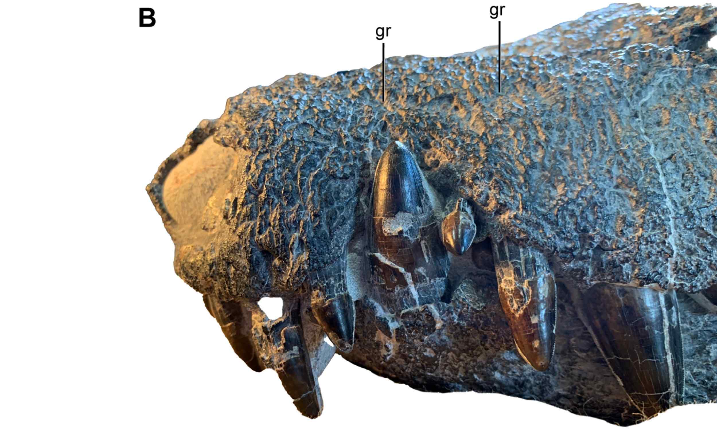 Fossil crocodile relative was a fearsome predator of dinosaurs