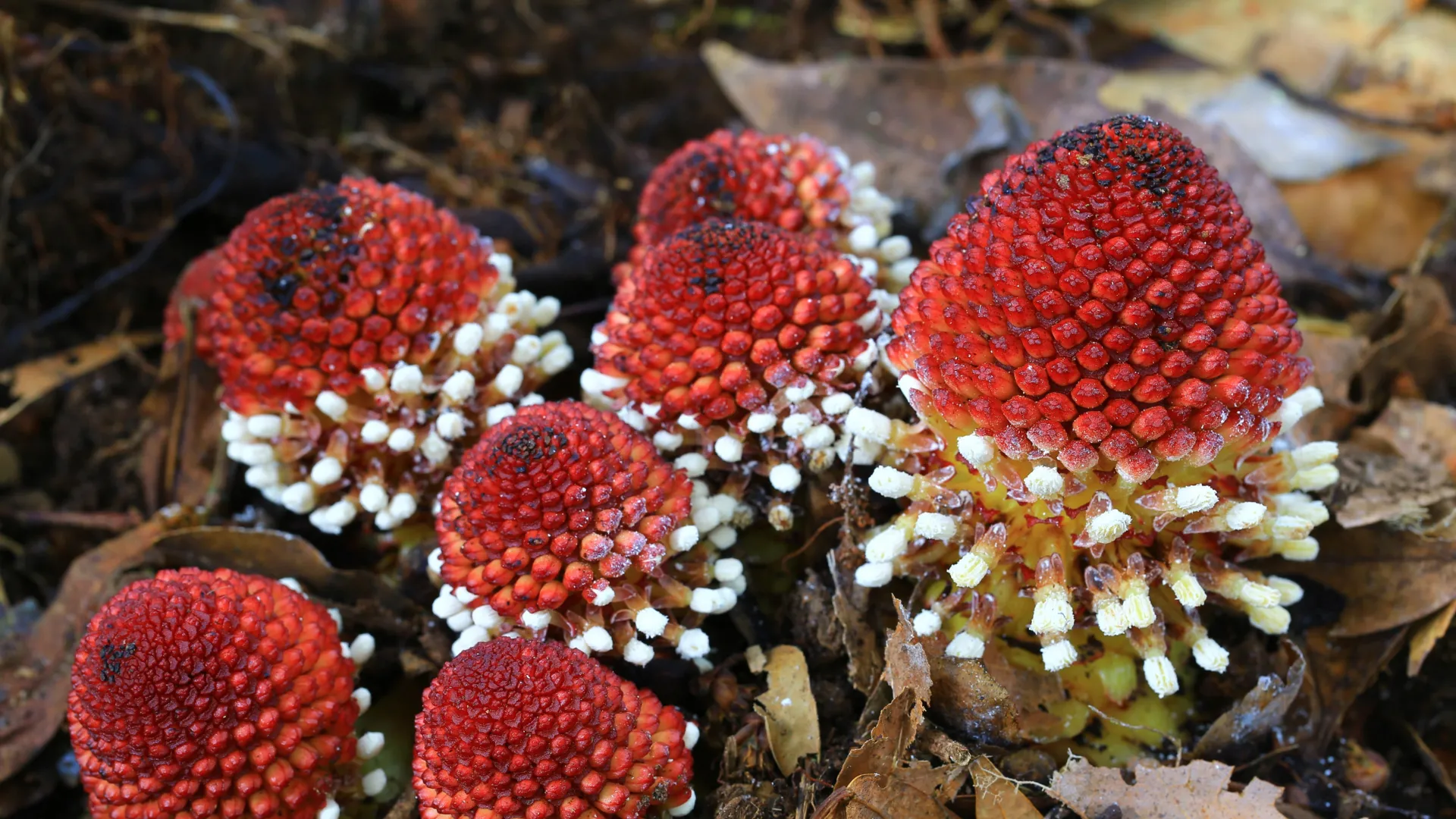 Researchers find how plants survive without sunlight or sex Researchers find how plants survive without sunlight or sex