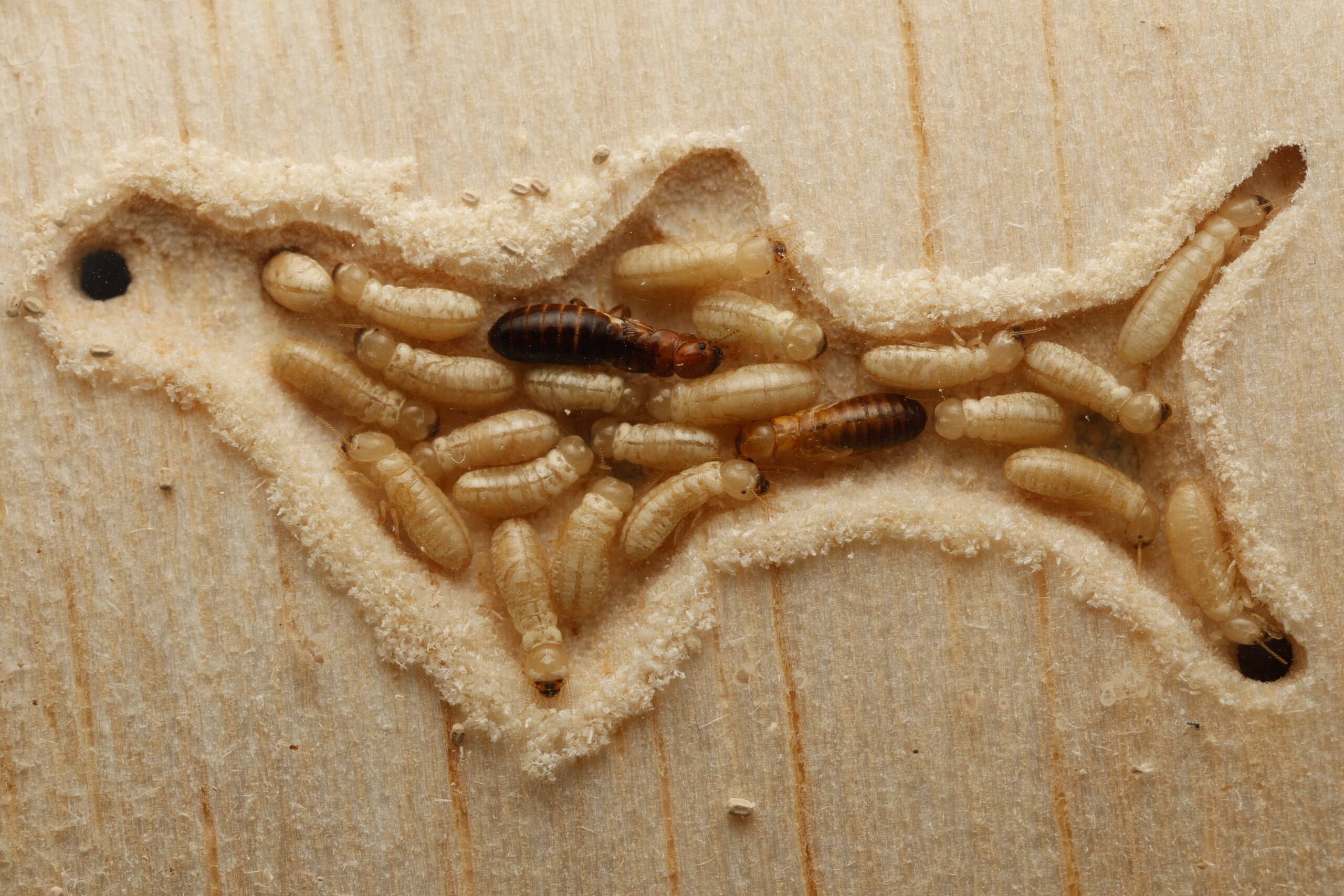 Fecal tests reveal active termite attacks | UCR News Fecal tests reveal active termite attacks | UCR News