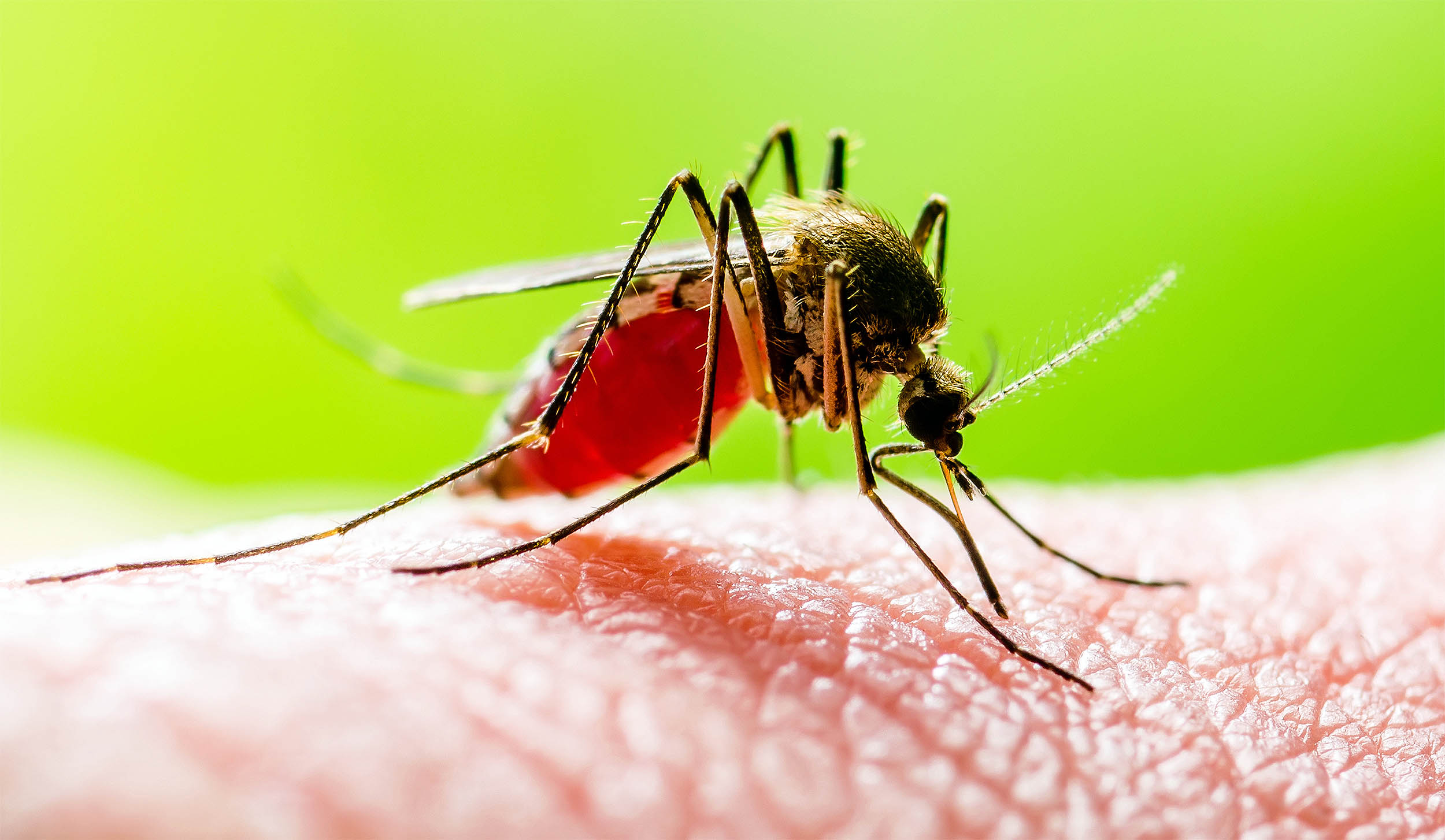 Mosquitoes capture DNA record of entire ecosystems in their blood Mosquitoes capture DNA record of entire ecosystems in their blood