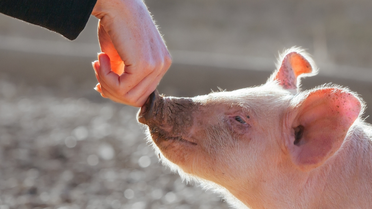 Landmark Pig Organ Transplants Raise a Curious Paradox, Says Ethicist : ScienceAlert Landmark Pig Organ Transplants Raise a Curious Paradox, Says Ethicist : ScienceAlert