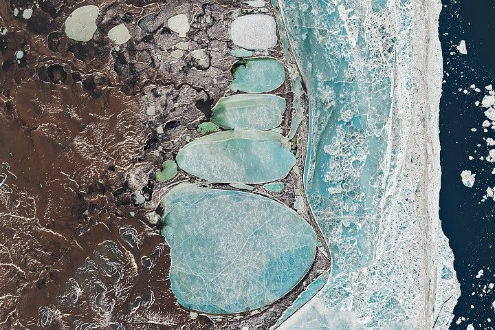 A Siberian Snowman in Billings