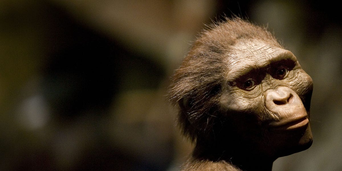 Archaeologists Revealed the Identity of Lucy’s Long-Lost Neighbor