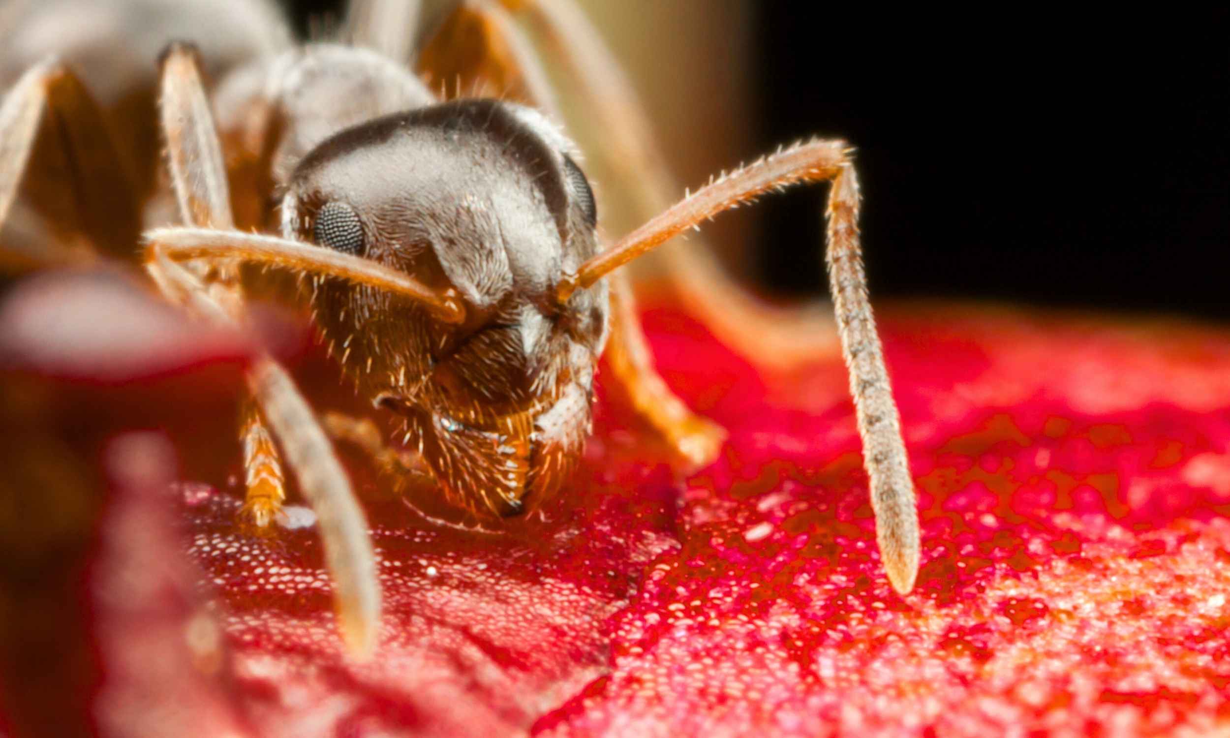 This invasive ant species is overrunning and damaging entire buildings