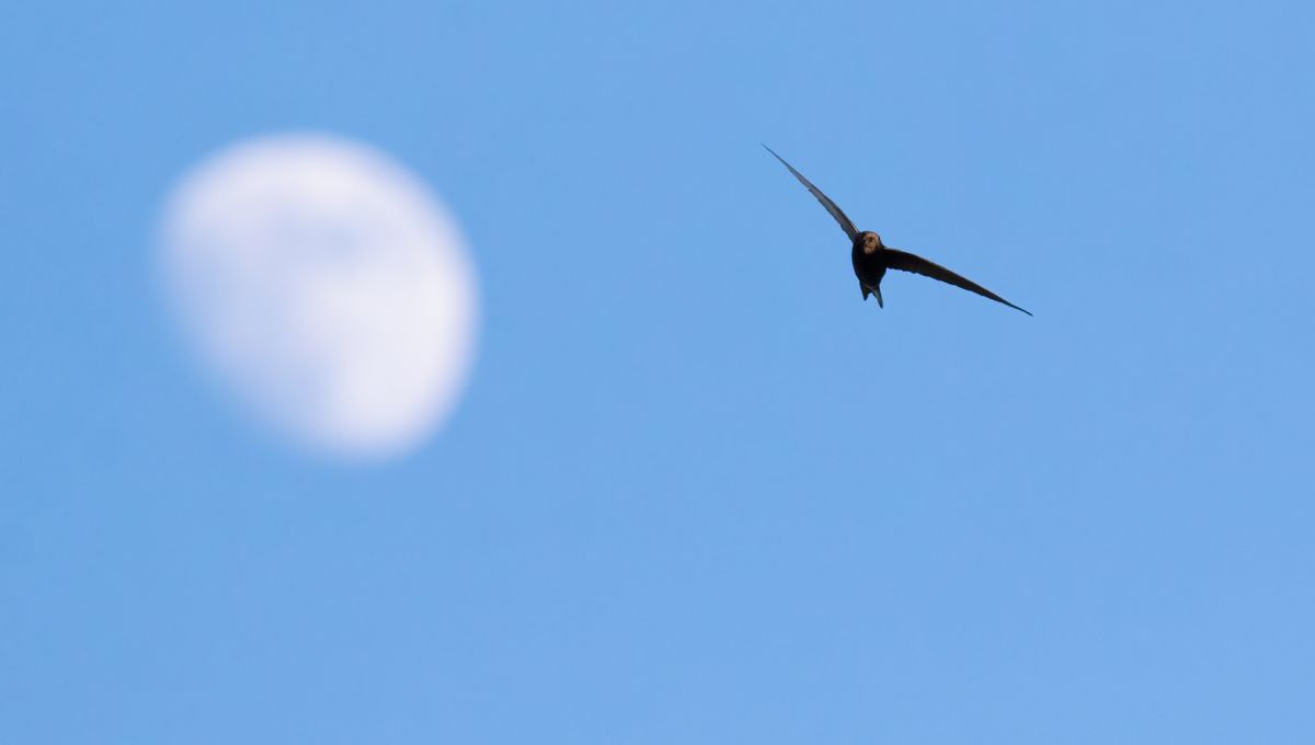 How Long Can A Bird Fly Without Landing?