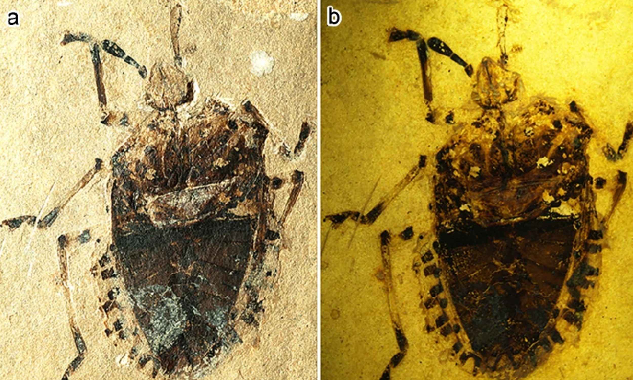 Fossil found in Tibet rewrites 230 million years of insect evolution