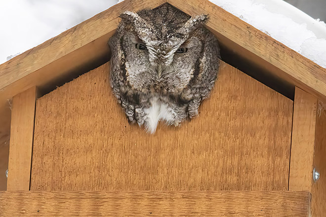 Looking back on an exciting 2025 featuring many wildlife encounters – Beach Metro Community News Looking back on an exciting 2025 featuring many wildlife encounters – Beach Metro Community News