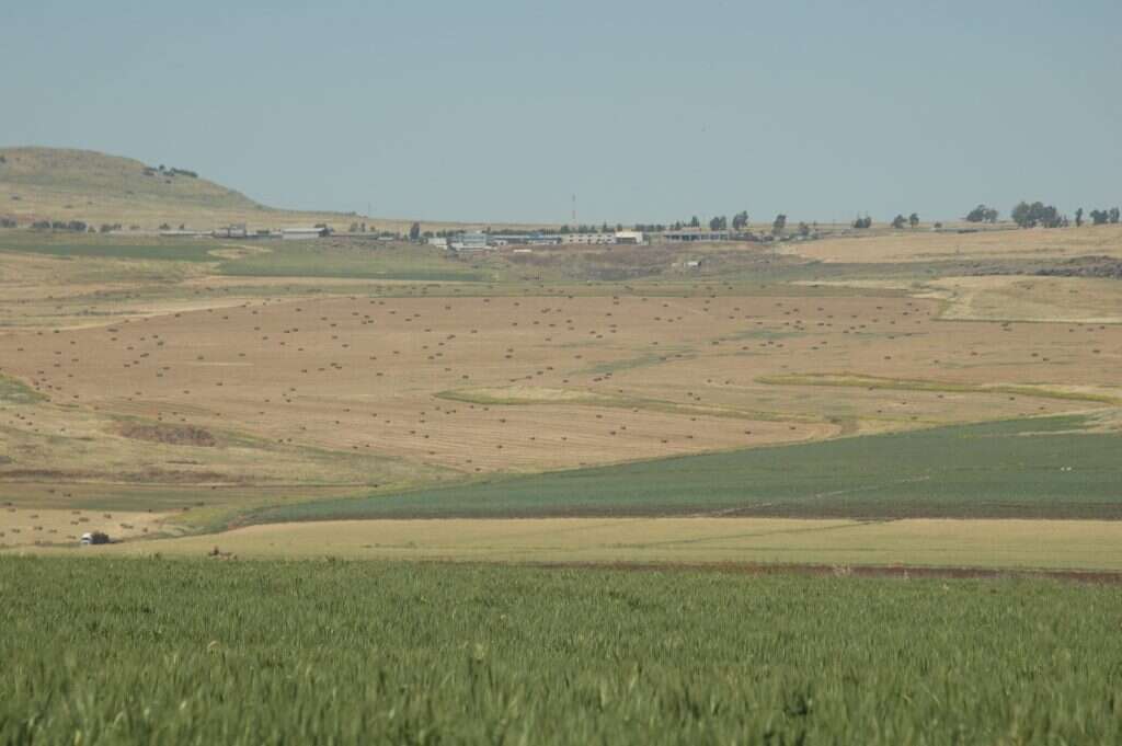 הגשם הביא פטריות – והצית גל חדש של פגיעה בשדות