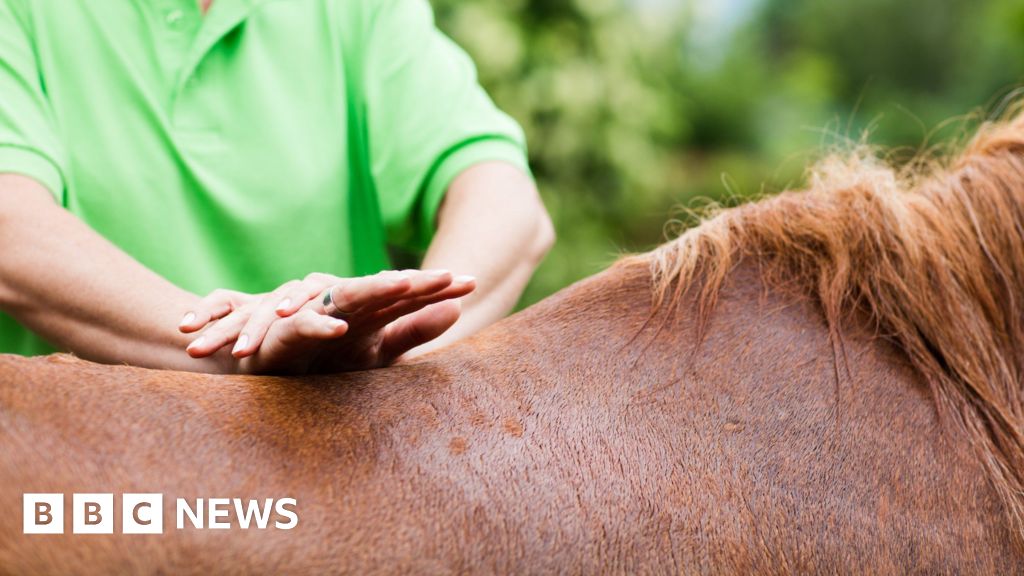 Horse massage firm warned after using Welsh government logo on fake diplomas Horse massage firm warned after using Welsh government logo on fake diplomas