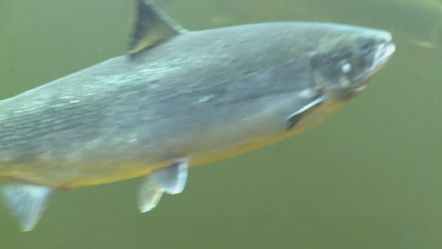 2025 a ‘dreadful’ year for Atlantic salmon farming, says Mowi managing director