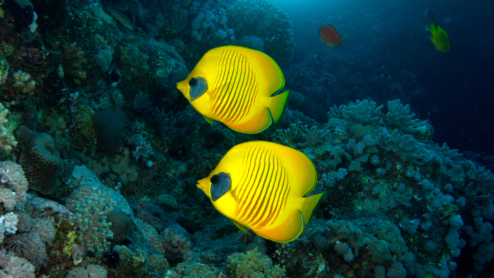 Coral reefs control daily rhythms of ocean microbes – news.cgtn.com Coral reefs control daily rhythms of ocean microbes – news.cgtn.com