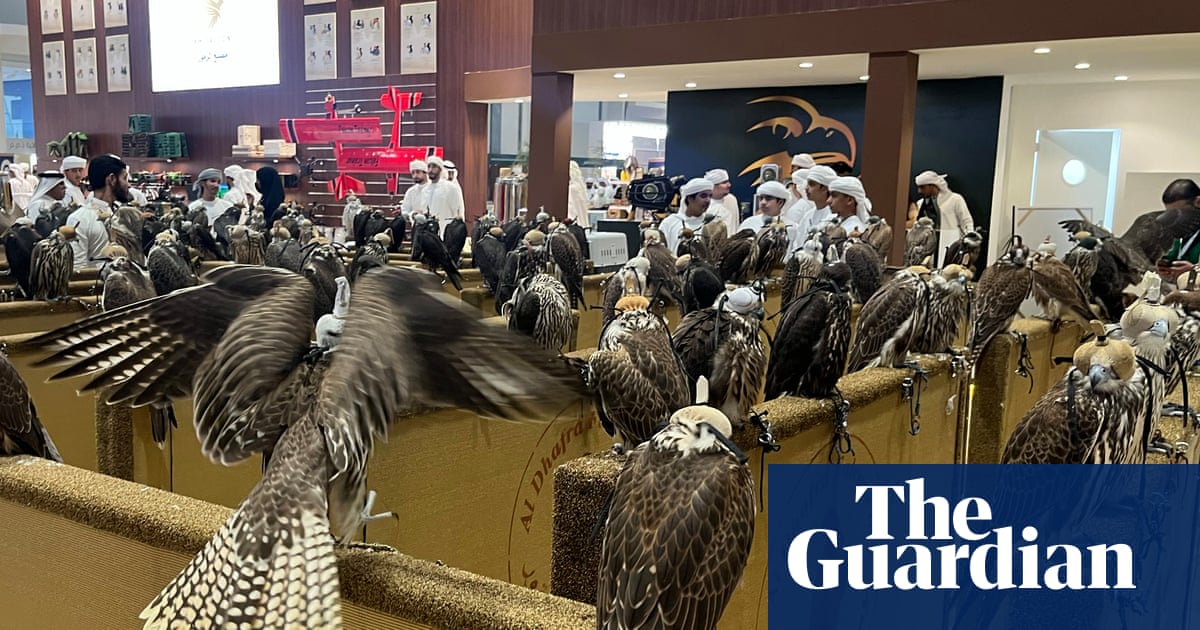 How demand for elite falcons in the Middle East is driving illegal trade of British birds | Birds
