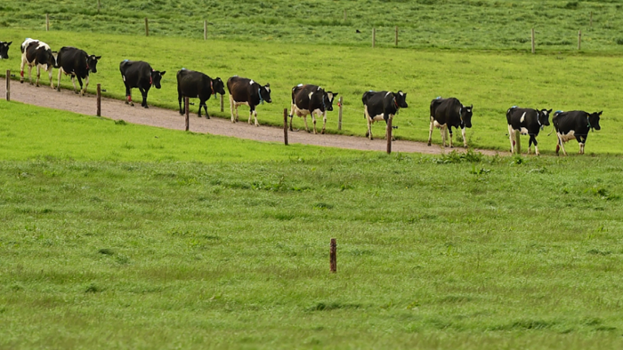 A preliminary study on virtual fencing – Teagasc A preliminary study on virtual fencing – Teagasc