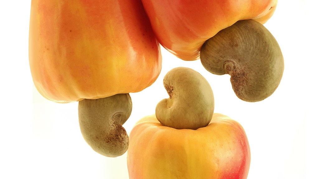 Maximise the value of your cashew harvest