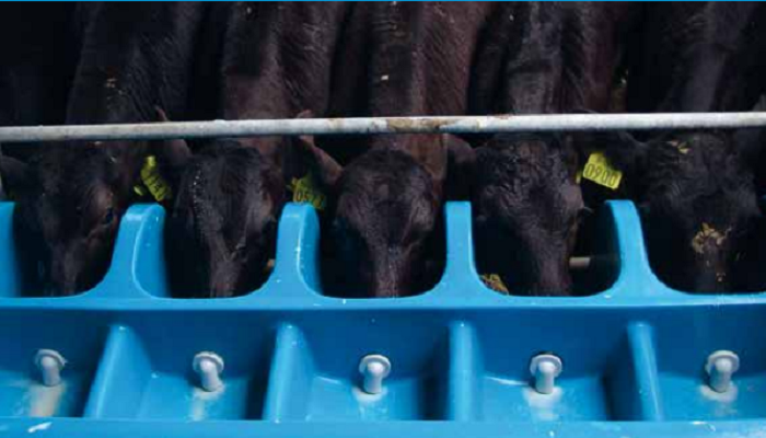 Procurement protocols for dairy-beef calves on DairyBeef 500 farms – Teagasc