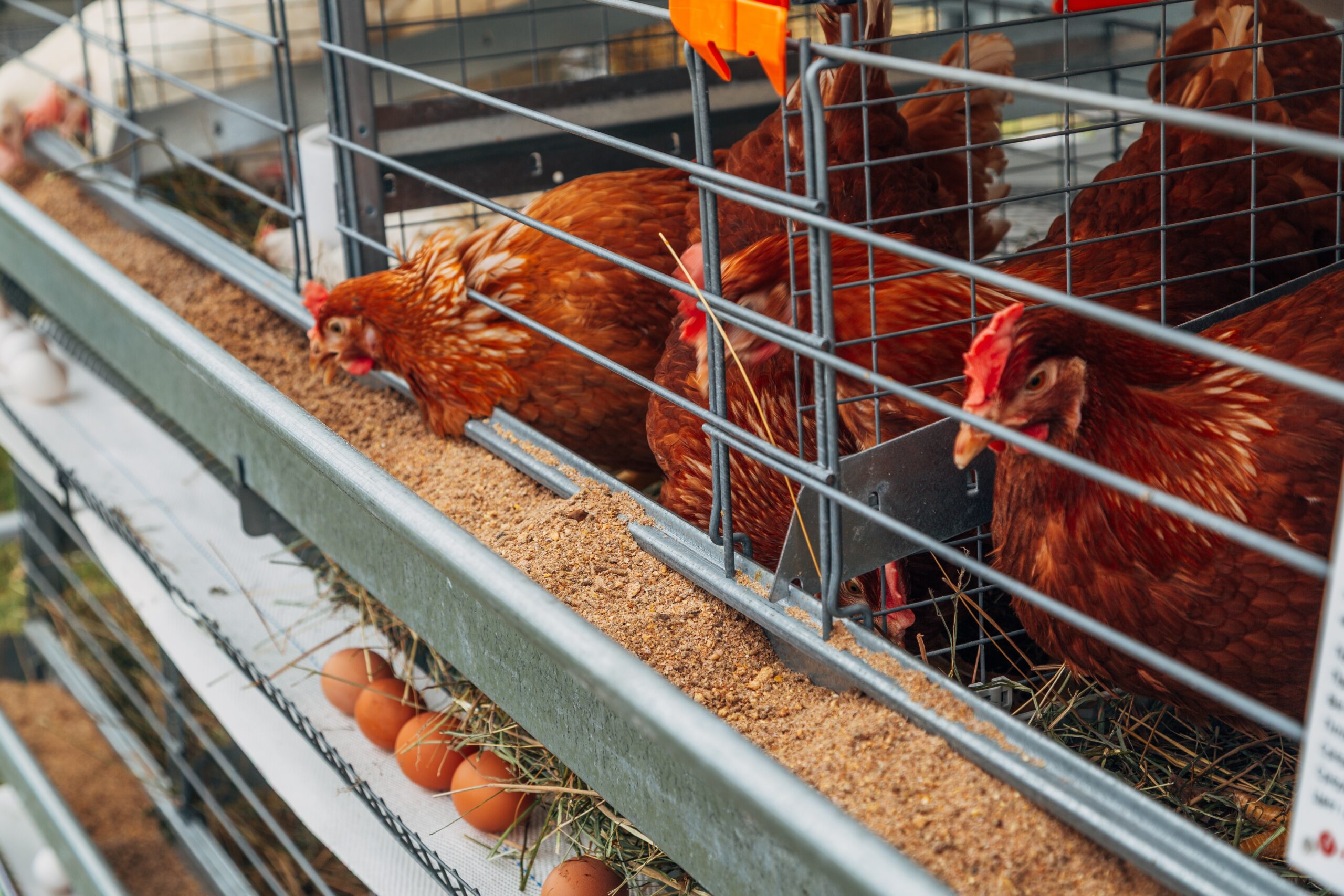 Defra consults on plans to phase out laying hen cages by 2032