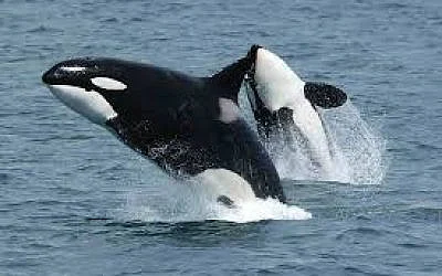 The Blogs: From Lab to Life: Learning from Orcas | Shlomo Maital