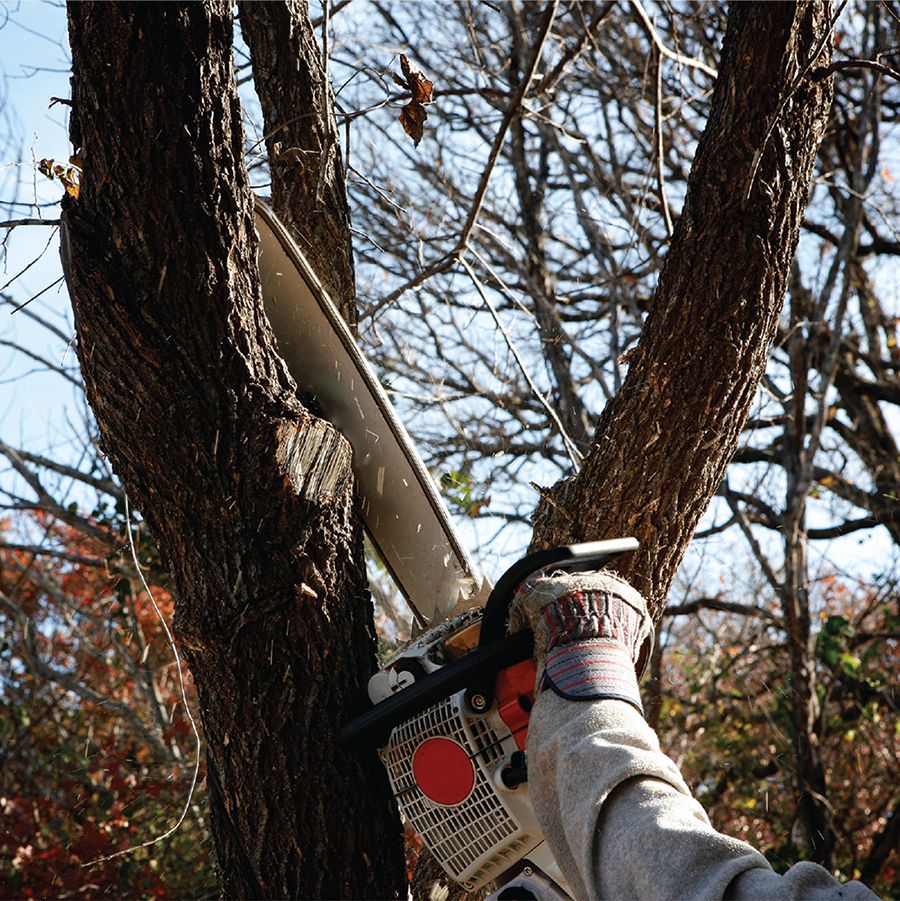 Prune now to avoid oak wilt Prune now to avoid oak wilt