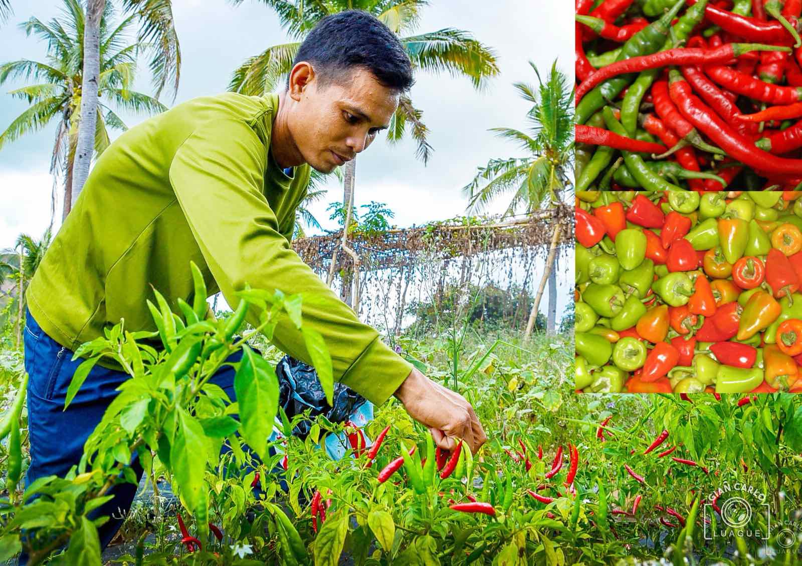 DA bets on more sili to cool price spikes DA bets on more sili to cool price spikes