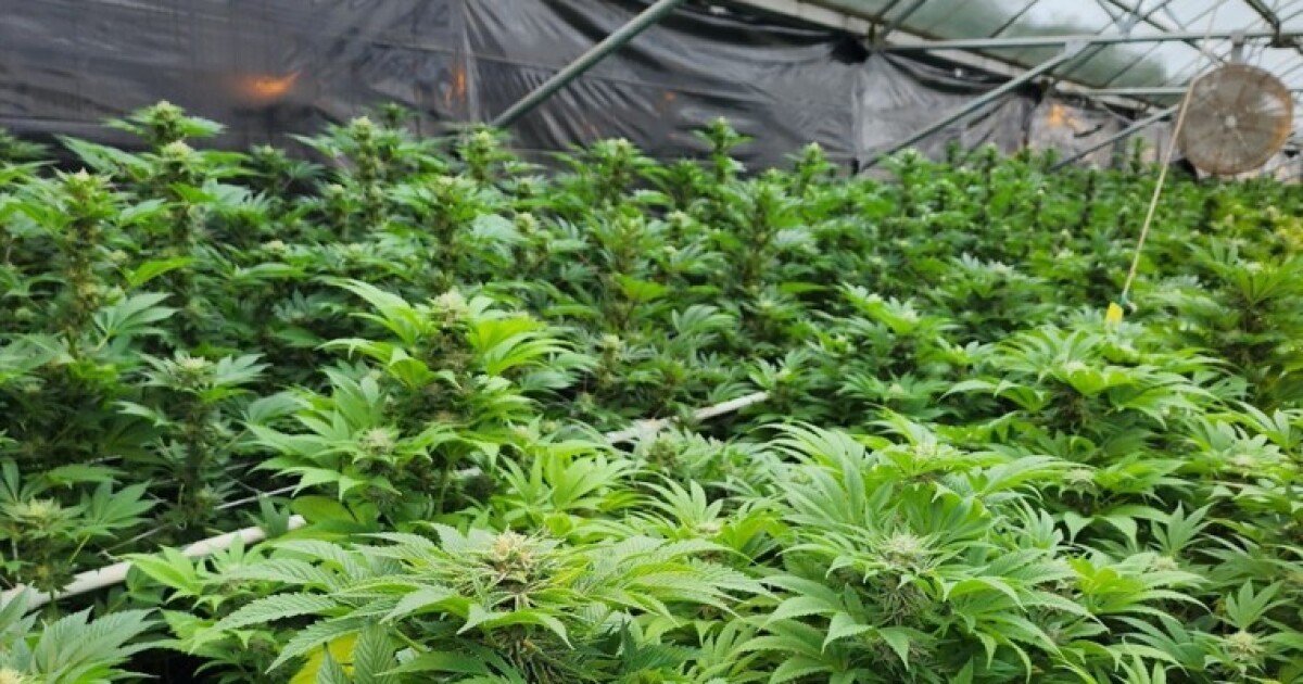 A federal ban could kill hemp farming