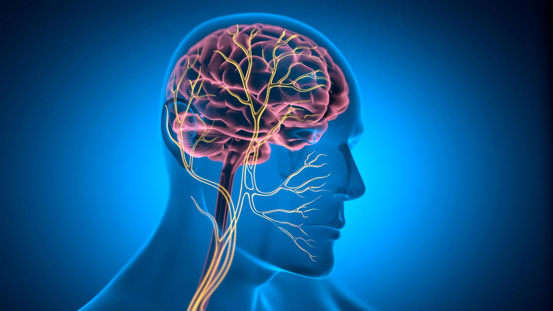 This tiny nerve may help keep the heart young This tiny nerve may help keep the heart young