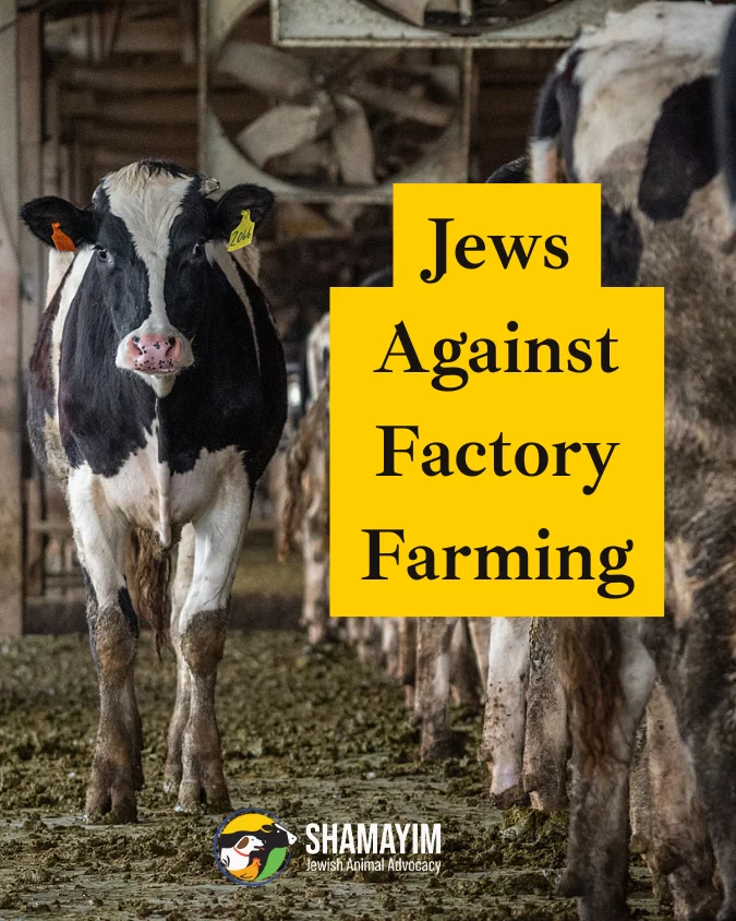 The Blogs: Kosher Conscience: Why Jews Are Rising Up Against Factory Farming | Shmuly Yanklowitz