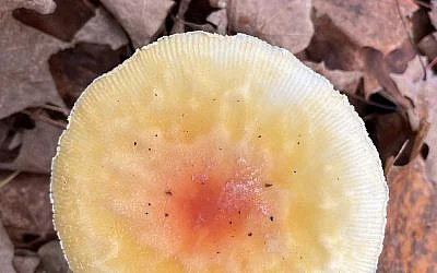 The Blogs: Jacob, the Saint, and the Wisdom of Weathering | Michael Shandler