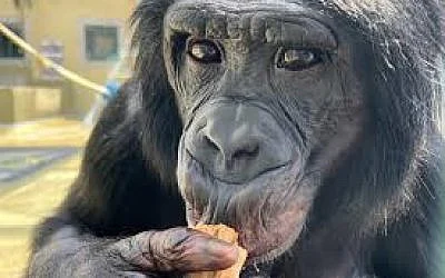 The Blogs: From Lab to Life: Apes Can Play Pretend | Shlomo Maital