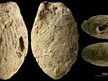 Natufians Made Earliest Known Clay Beads, About 15,000 Years Ago in Israel