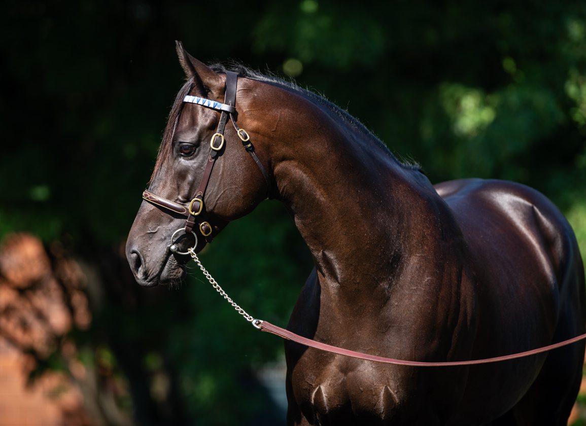 Ballydoyle Millionaire Shaftesbury Avenue Returns At Navan