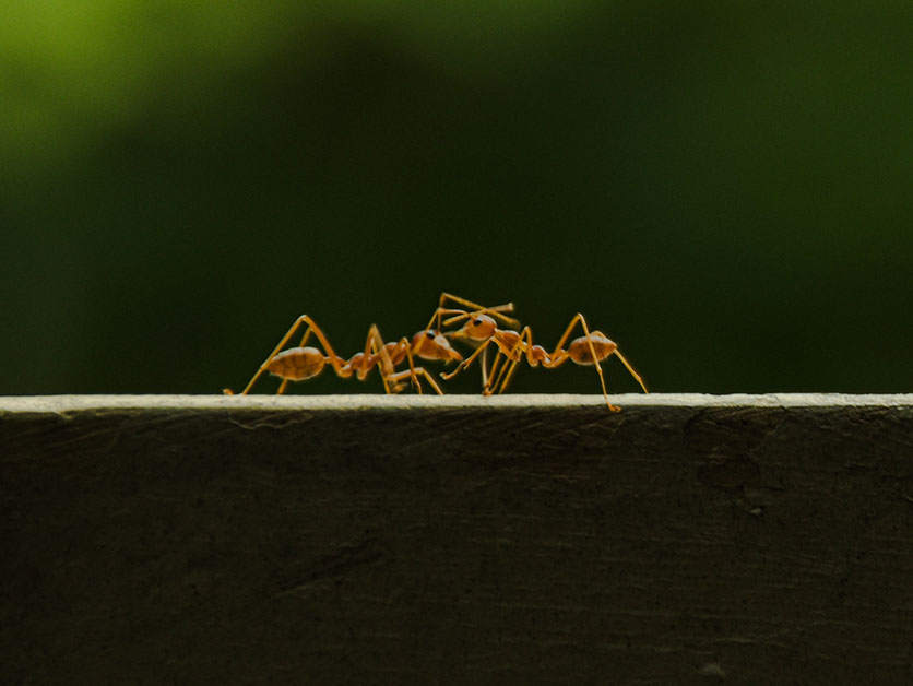 High-Rise Living: The Tiny Engineers that Build with Their Bodies – Space & Physics | Weizmann Wonder Wander