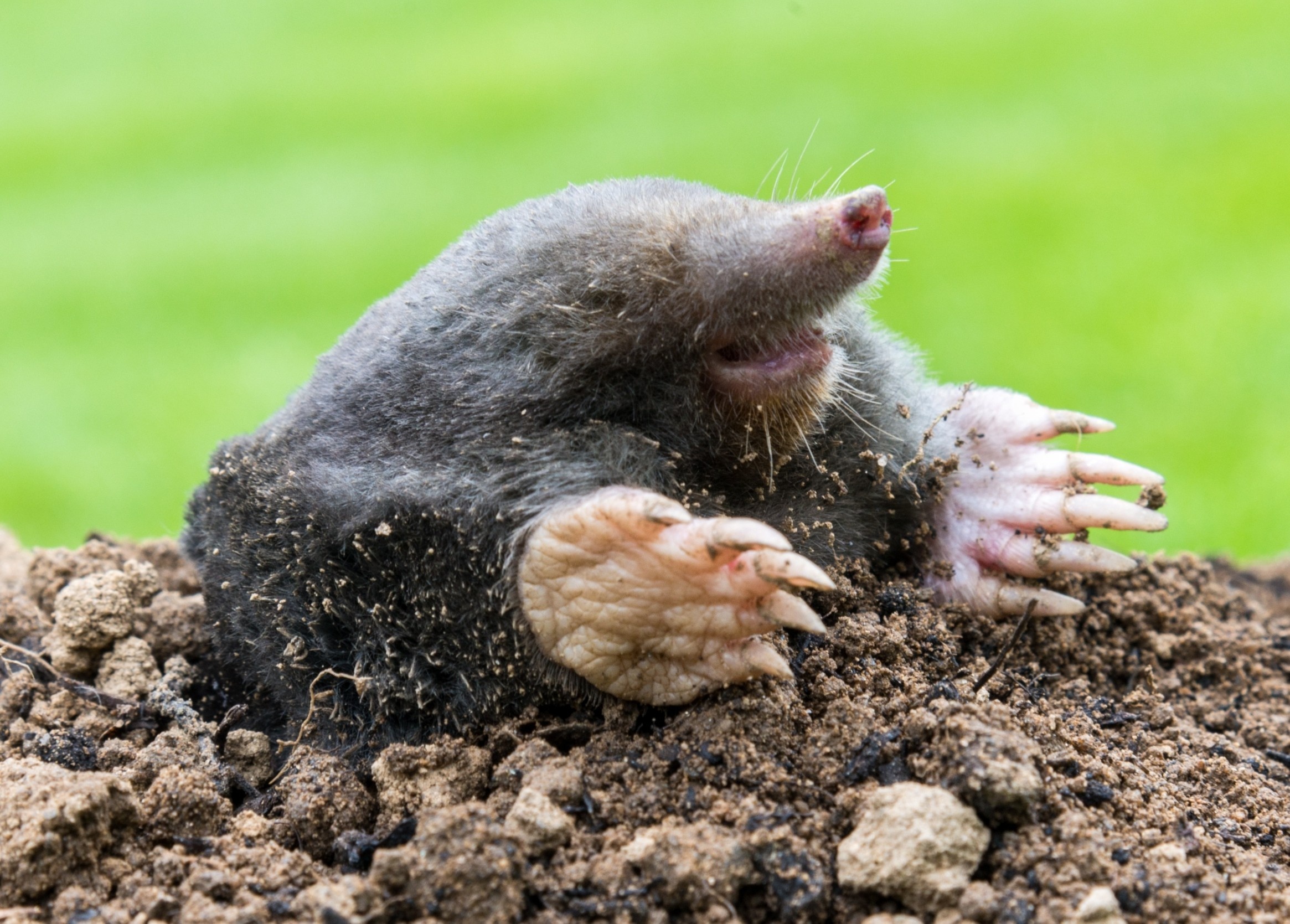 Wild animals are reshaping Earth’s surface