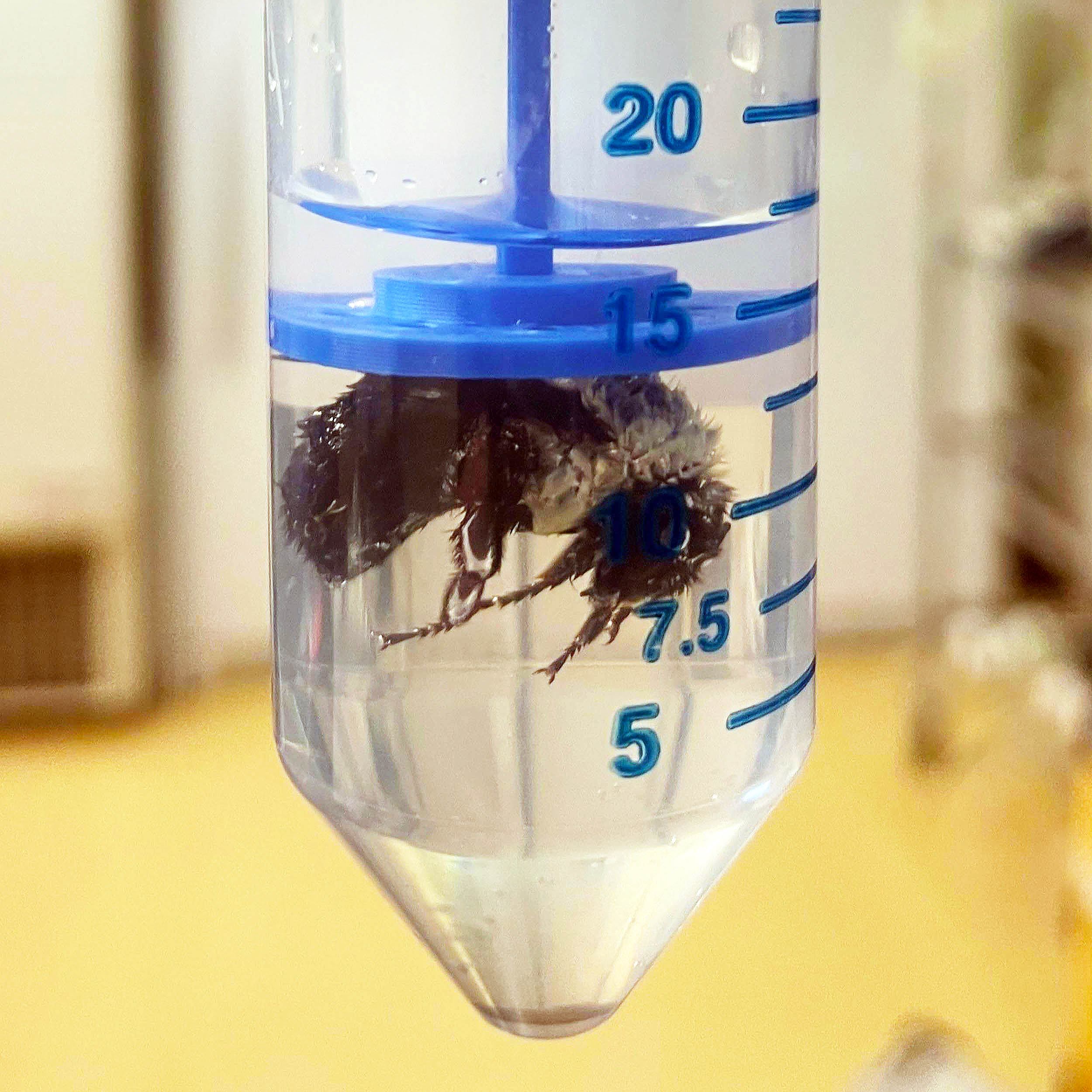 Bumble bee queens can survive underwater for over a week