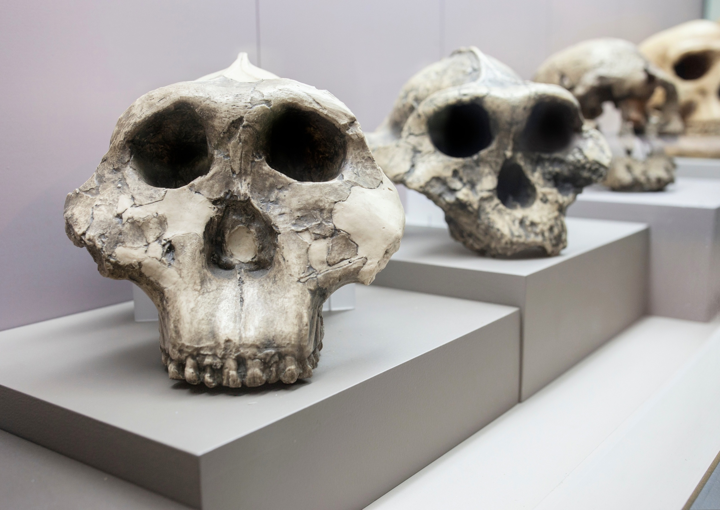 Early human relatives may have faced dangerous childbirth Early human relatives may have faced dangerous childbirth