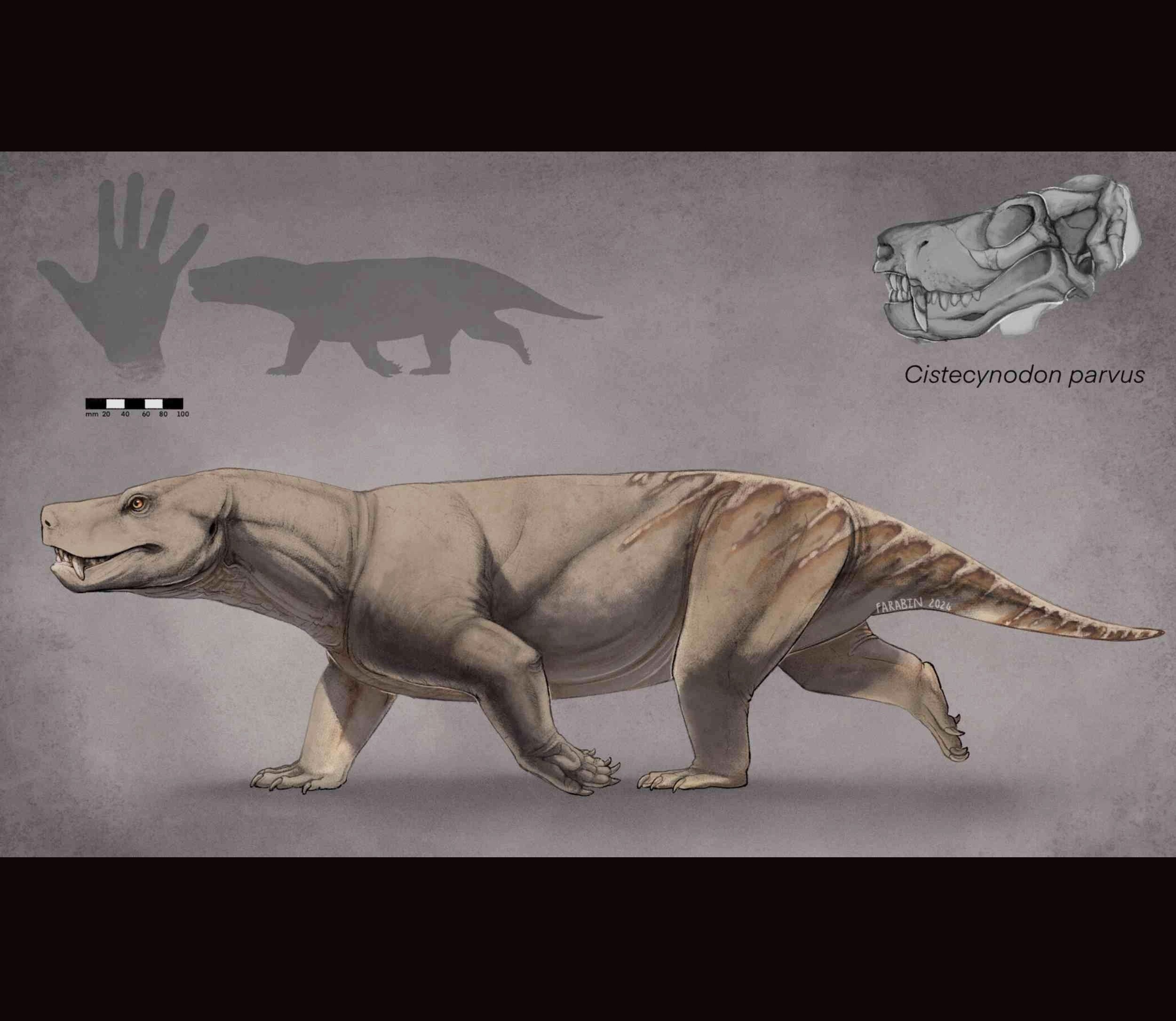 Misidentified Triassic fossil turns out to be its own species