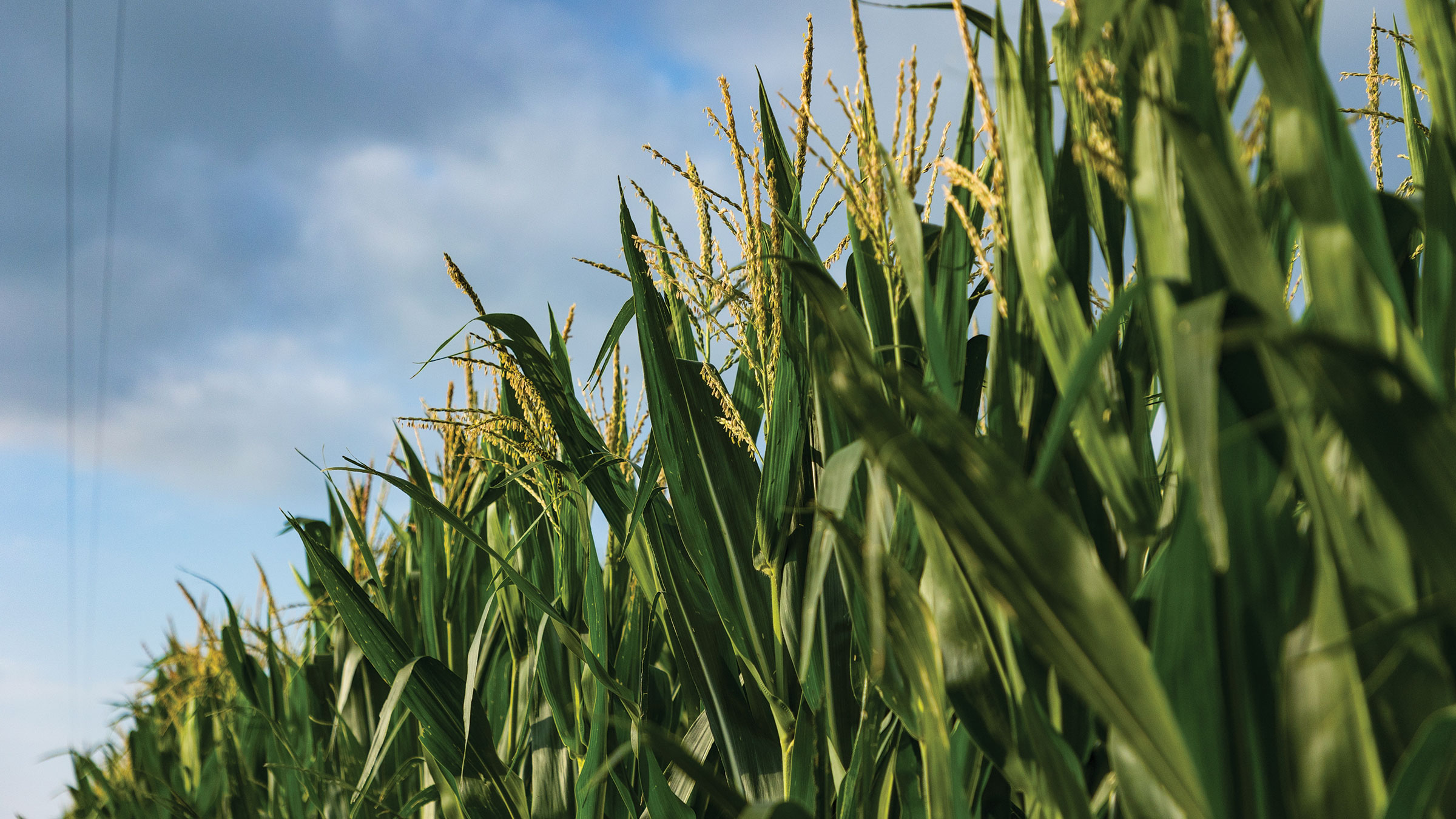 EPA bolsters biofuels with blending actions