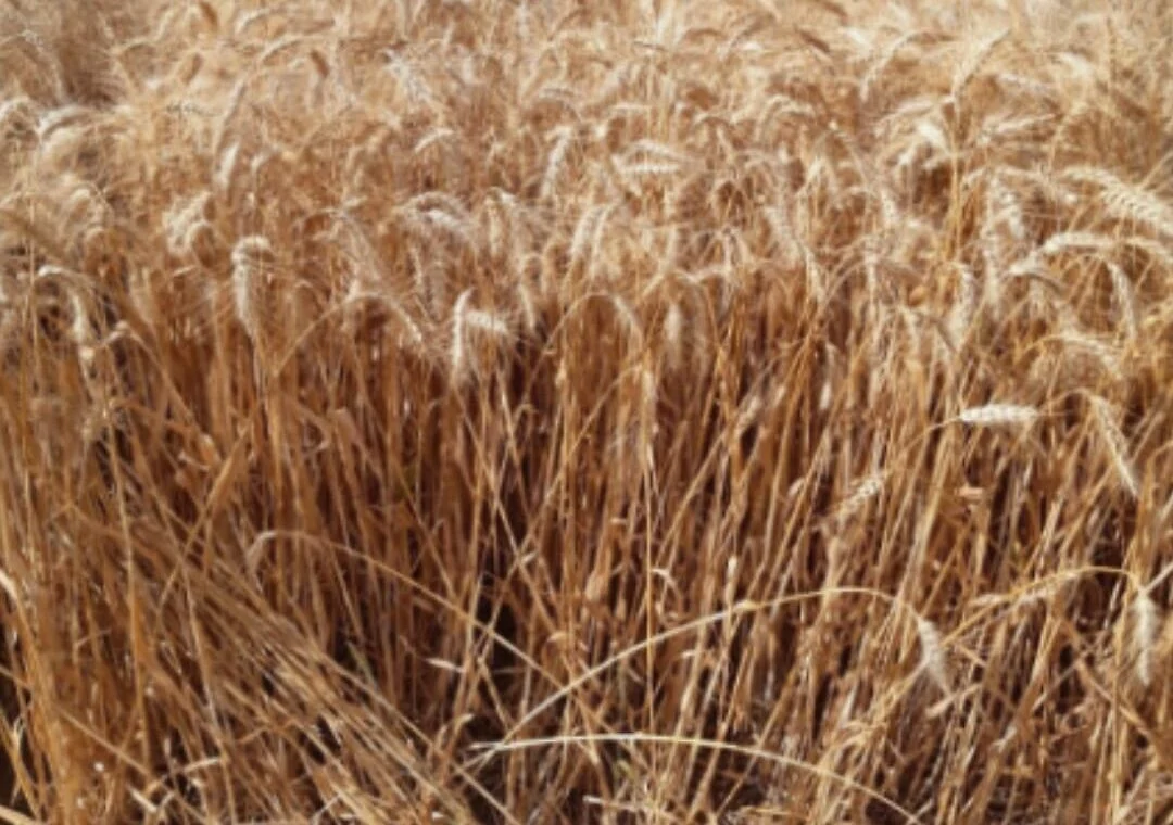 New drought-resistant wheat variety named after October 7 victim