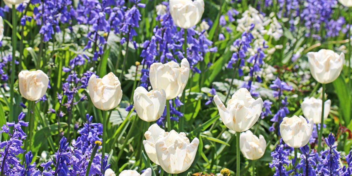 Inside Shirlie Kemp’s ‘magical’ cottage garden planting scheme