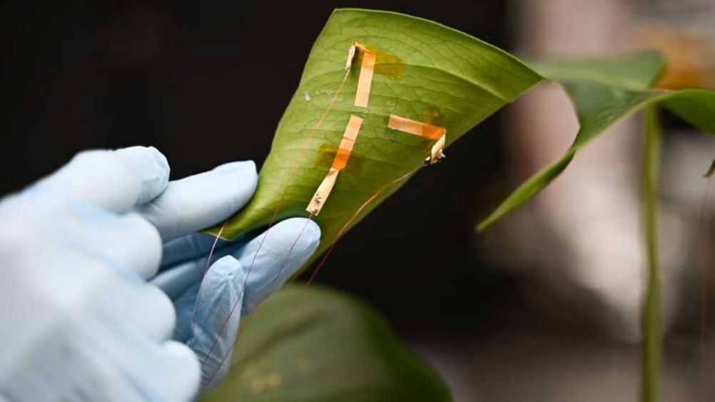 Graphene ‘tattoo’ monitors plant hydration in real time